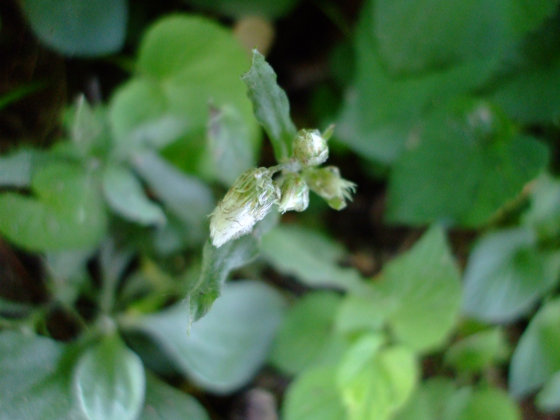 Antennaria plantaginea